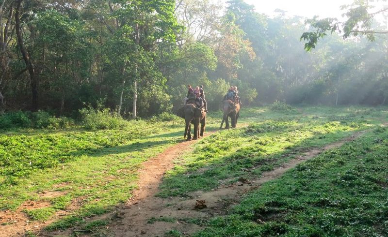 jungle safari in chitwan